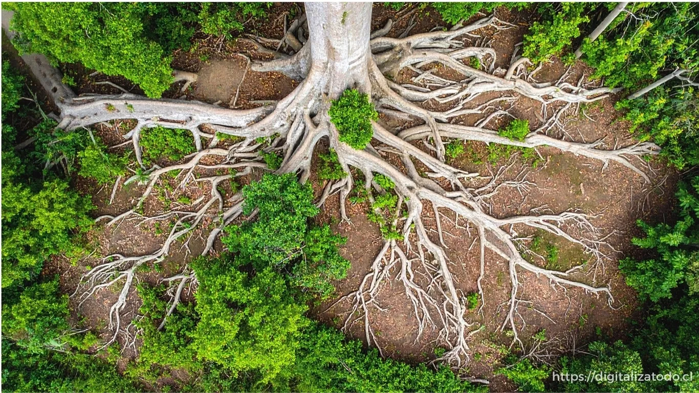 Vista aérea de árbol con raíces expuestas